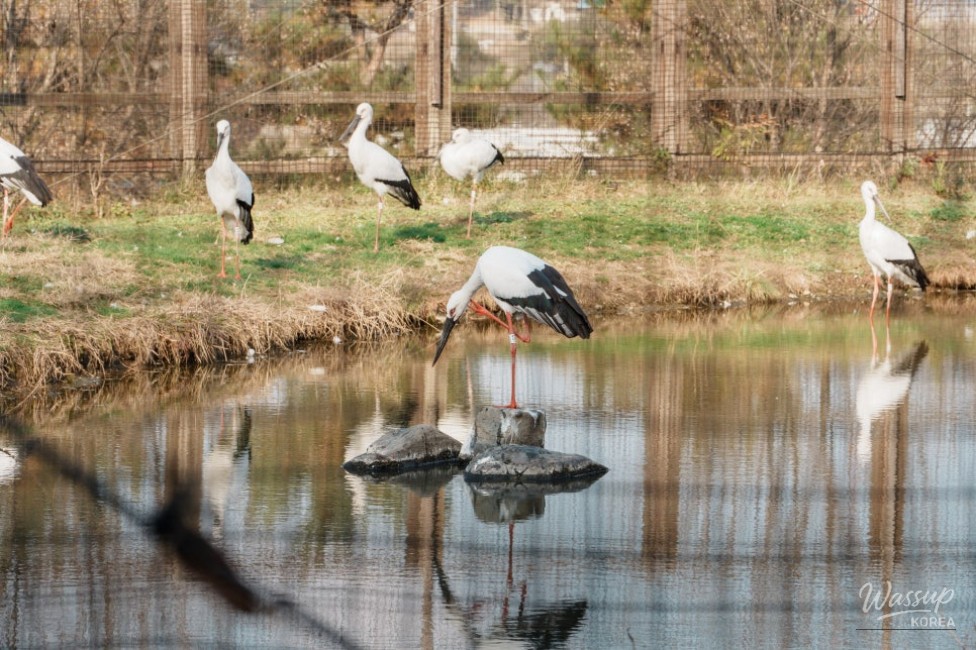 Peaceful Metasequoia road at Deoksan ideal for a healing winter walk