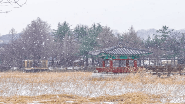 Traditional architecture of Jeonju Hyanggyo with bare ginkgo trees in winter