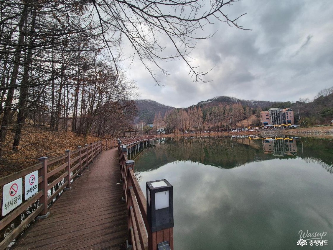Towering Metasequoia trees creating an exotic winter atmosphere along the water