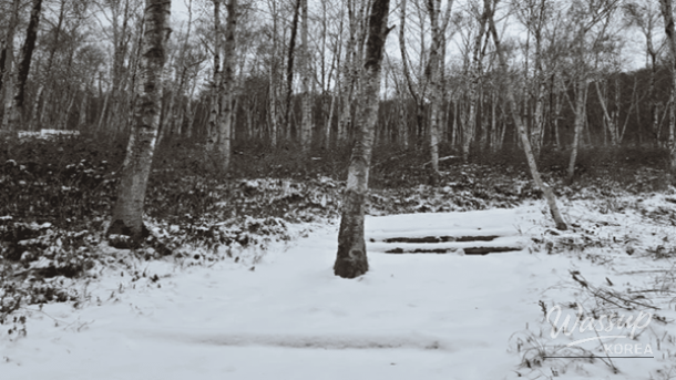 Tall white birch trees in Seohuri Forest creating a Northern European atmosphere
