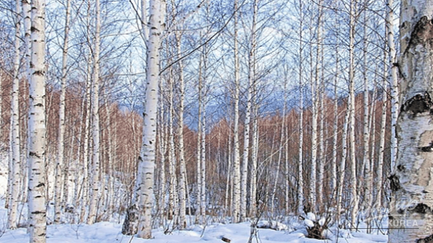Overall scenic view of a snowy mountain path in Korea during the peak of winter