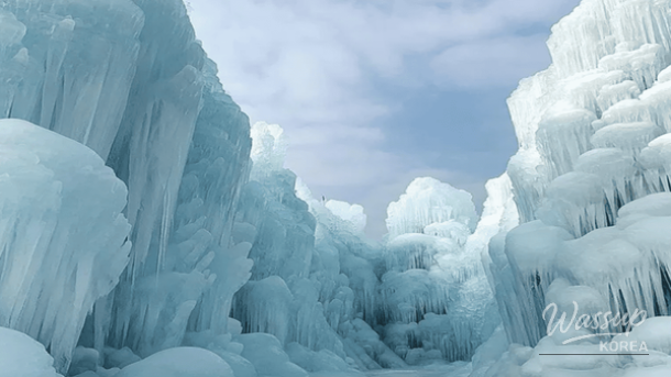 Serene white bark birch trees in Inje forest blanketed in deep winter snow
