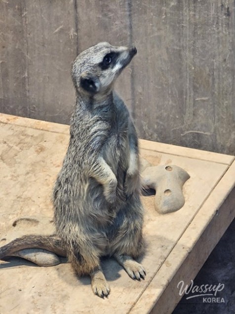 Chunsik character merchandise at a cafe