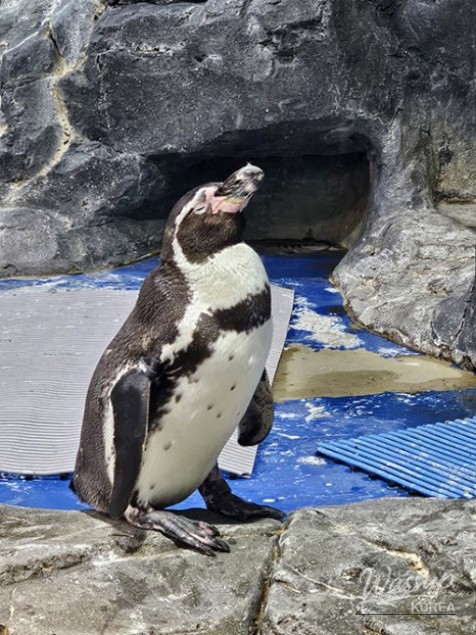 Small bite-sized desserts on a white plate