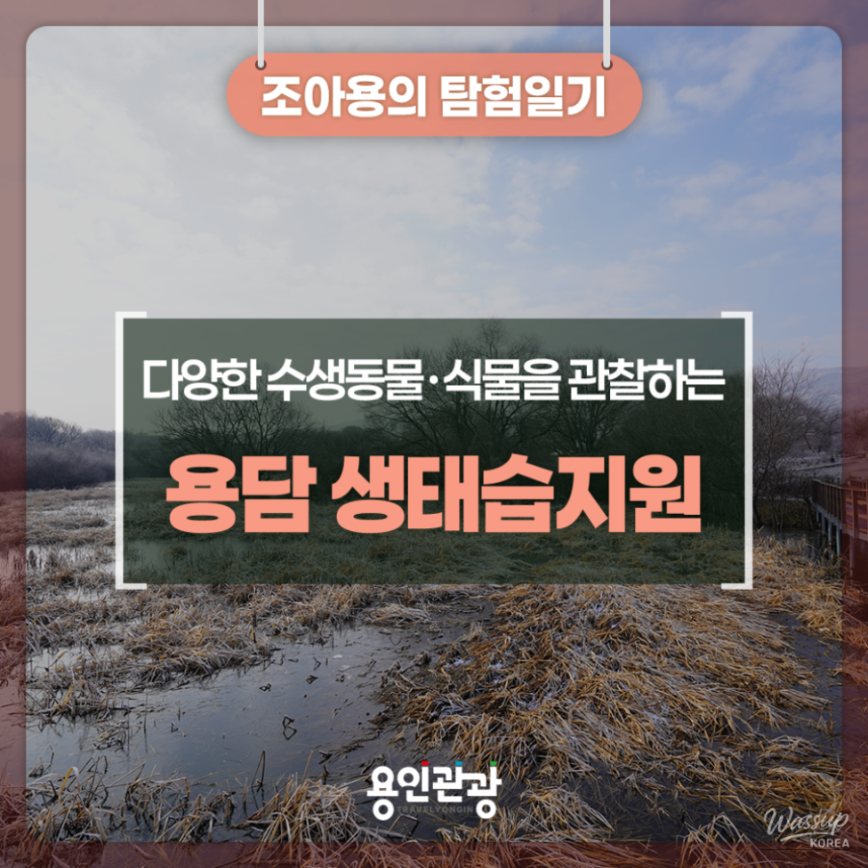 Informational signage explaining the ecosystem of Yongdam Ecological Wetland to visitors