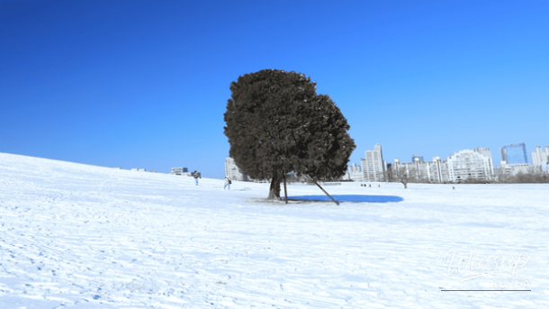 The famous Lone Tree standing on a snow-covered hill at Olympic Park in Seoul