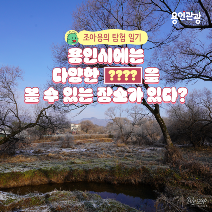 A peaceful panoramic view of the wooden deck paths stretching across Yongdam Ecological Wetland in Yongin