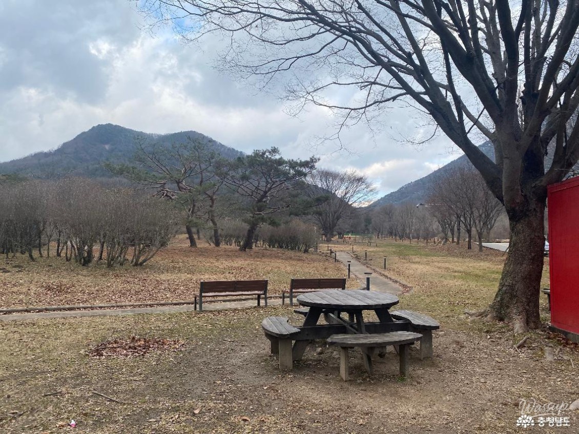 Grand 500-year-old protected trees at Gwaimokjeong showing magnificent winter branches