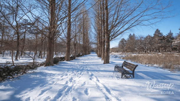 A peaceful forest trail in Osan covered in the soft light of a winter morning