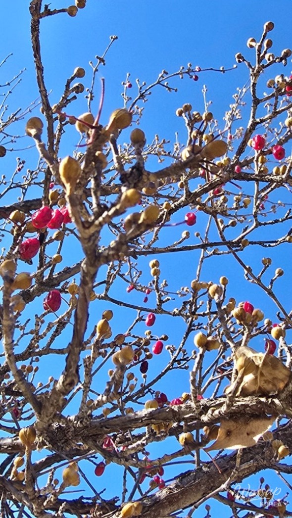 Steaming ginseng chicken soup ready to eat