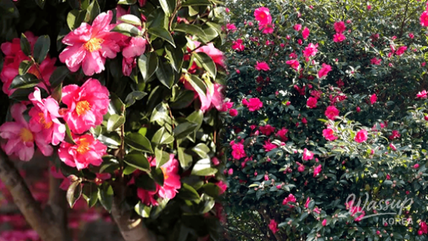 Stunning landscape of vibrant red camellias blooming in a winter garden on Jeju Island