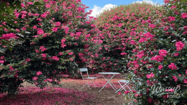 Top 4 Camellia Blossom Spots in Winter Jeju_05
