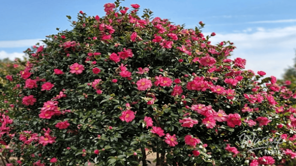 Top 4 Camellia Blossom Spots in Winter Jeju_03
