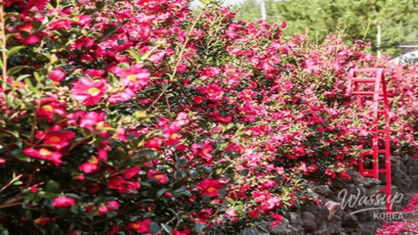 Top 4 Camellia Blossom Spots in Winter Jeju_02