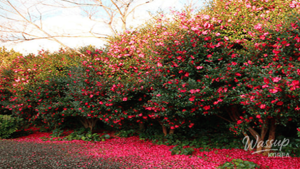 Top 4 Camellia Blossom Spots in Winter Jeju_04