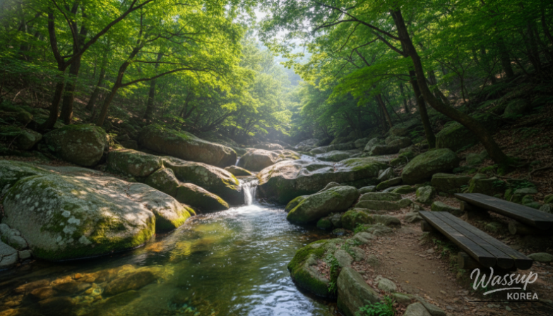 Forest path beside Dogapsa Temple leading toward Yongsu Falls