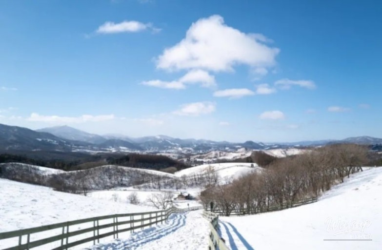 Snow flower festival night