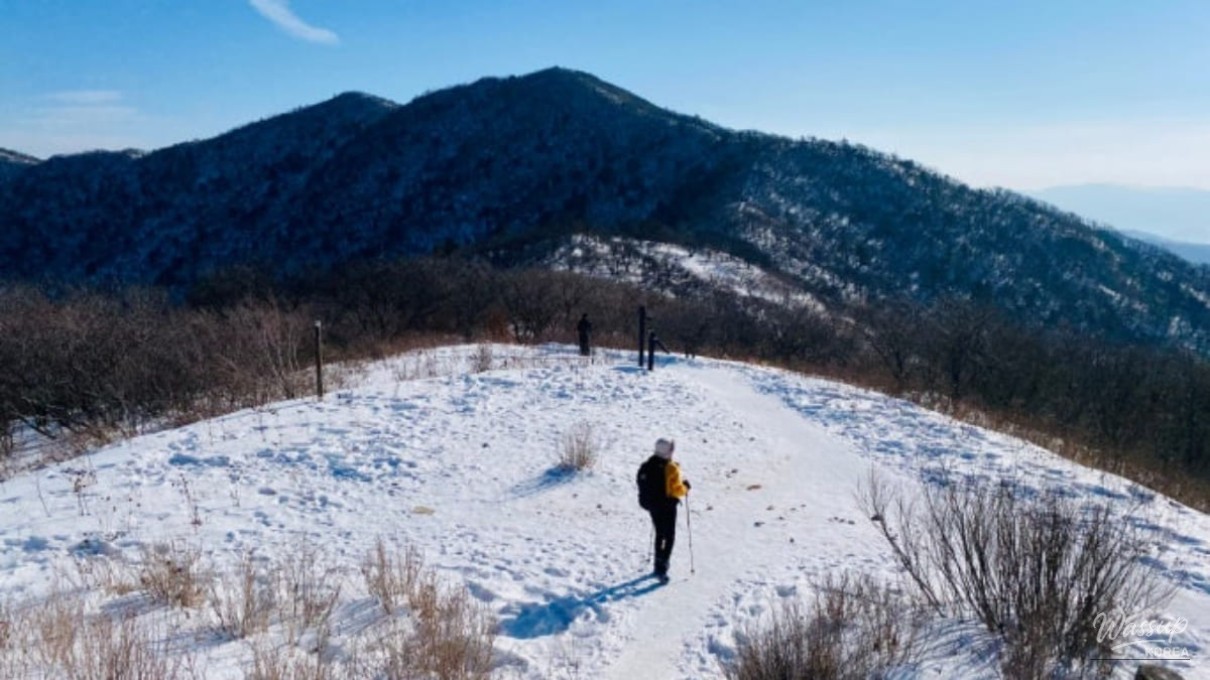 Snow-covered fir trees creating a winter forest landscape at Odaesan National Park