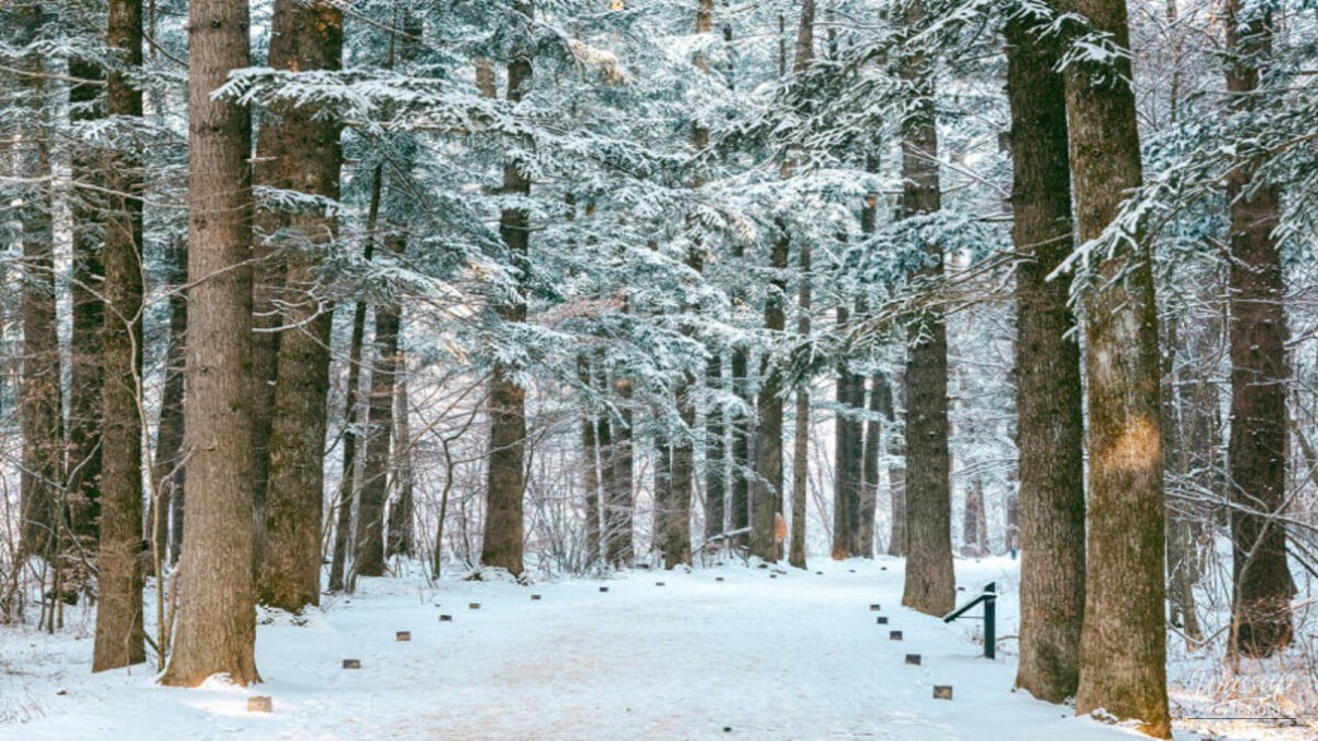 Fir Tree Trail near Woljeongsa Temple covered in thick winter snow