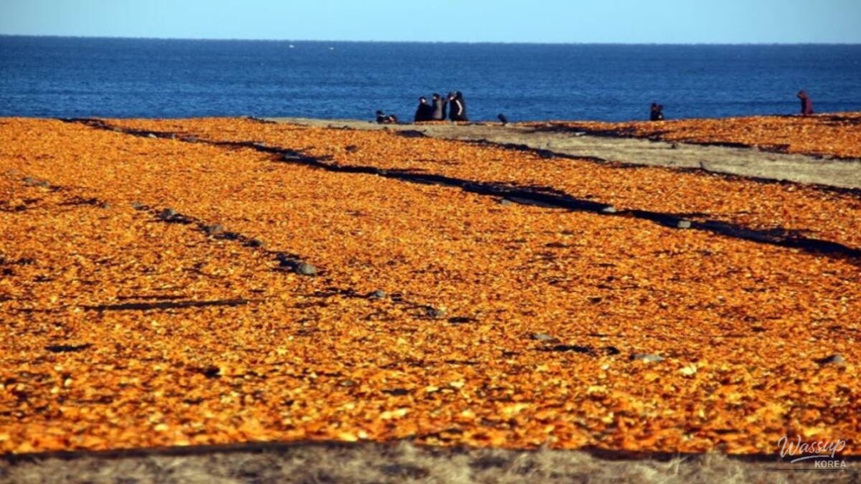 Winter breeze carrying the scent of tangerines along the Jeju coastline near Sincheon Farm