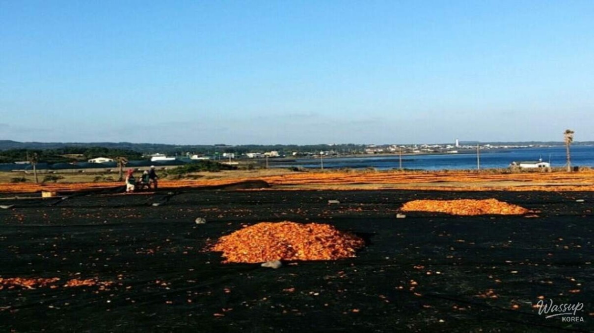 Blue Jeju sea contrasting with orange tangerine peels and black basalt stone walls