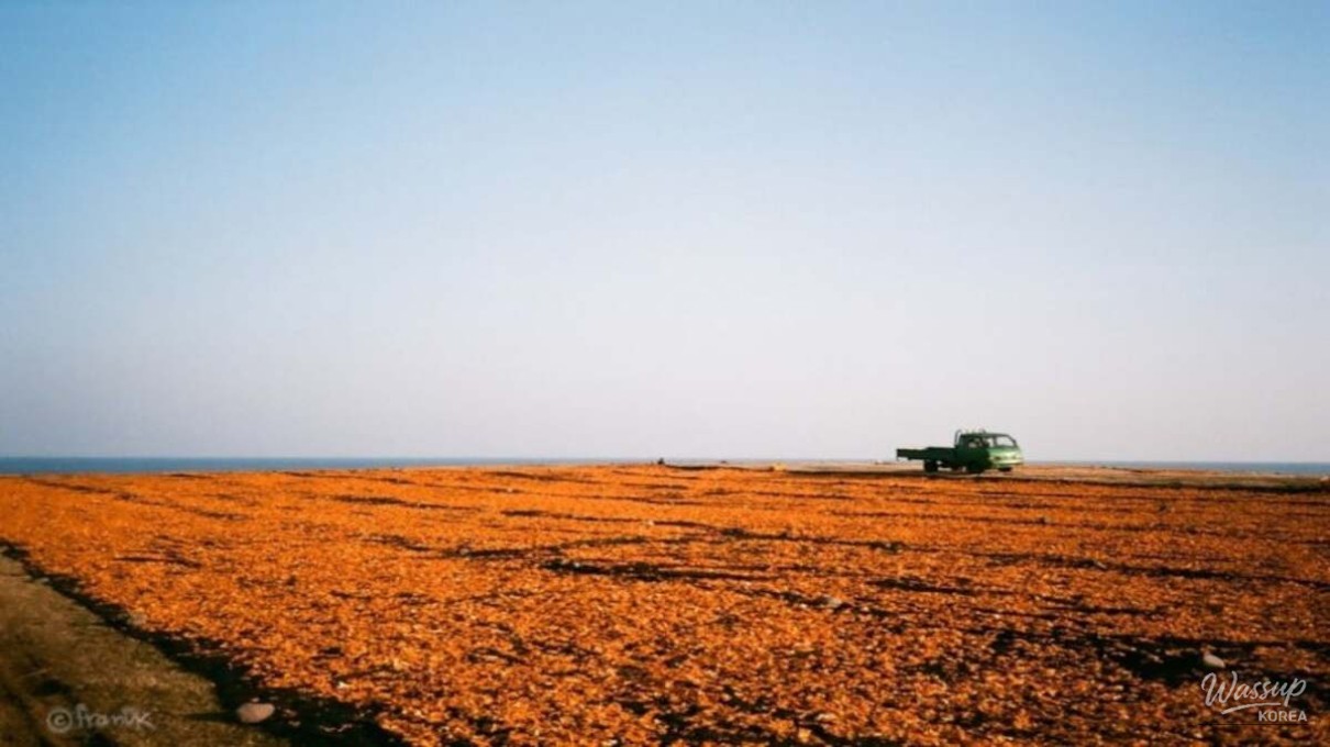 Tangerine peels spread across fields forming an orange carpet at Sincheon Farm