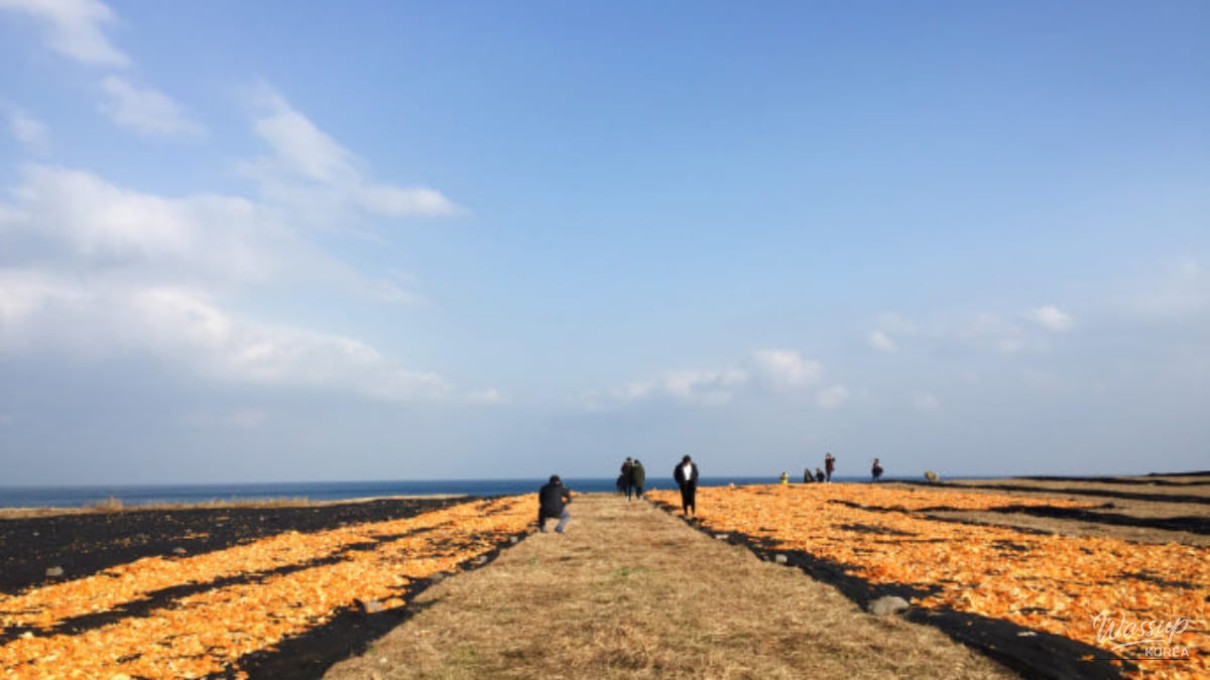 Orange tangerine peel fields covering Sincheon Farm in Jeju during winter