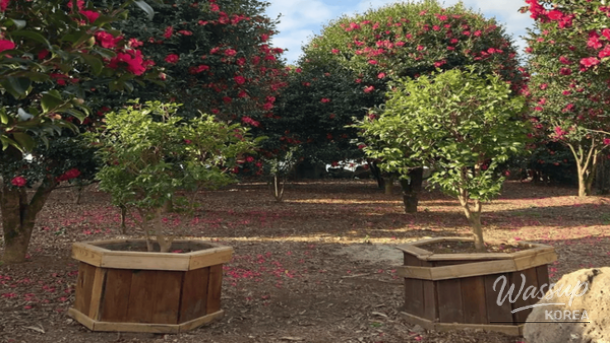 Quiet winter garden scenery with camellia flowers at Sanghyo Won in Jeju