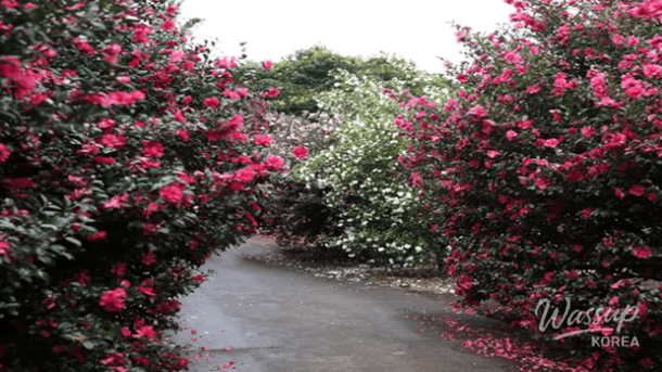 Camellia flower festival scenery at Hyaeri Natural Living Park in Jeju
