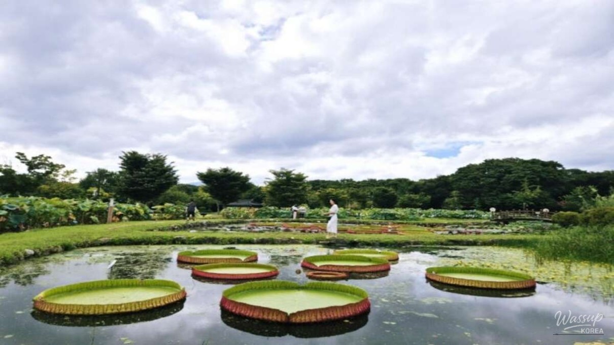 Winter lotus pond with dried lotus stems creating geometric patterns
