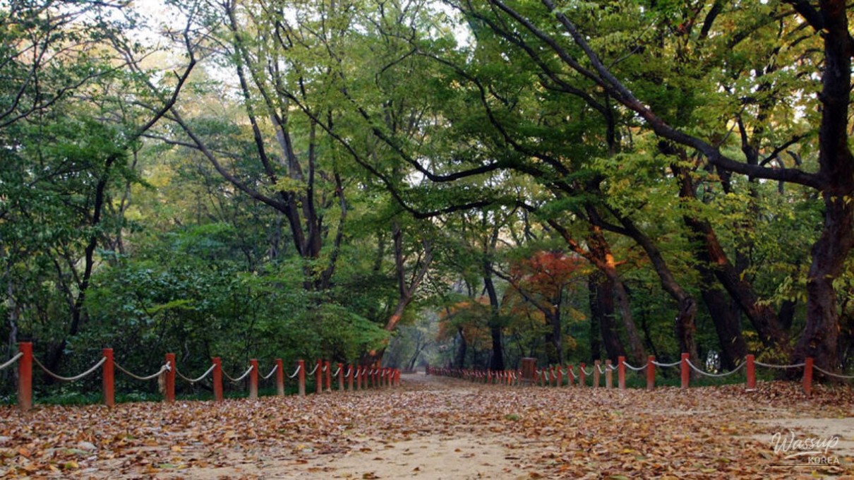 Tall deciduous trees without leaves forming a dramatic winter forest scene