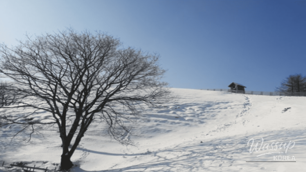 Snowy Daegwallyeong highlands in Pyeongchang resembling a European alpine landscape