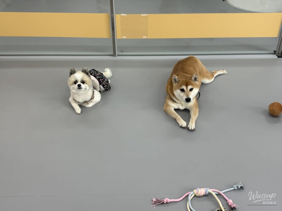 Staff actively interacting with dogs based on their personalities