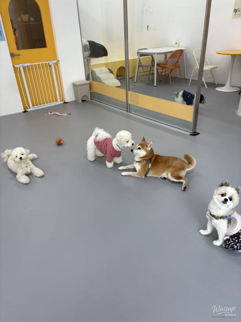 Well-maintained dog play area with non-slip flooring at Anyoung Puppy