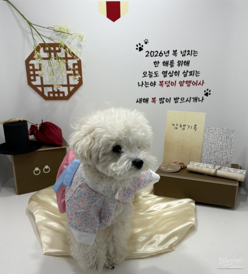 Quiet cafe area separated from the dog play space at Anyoung Puppy