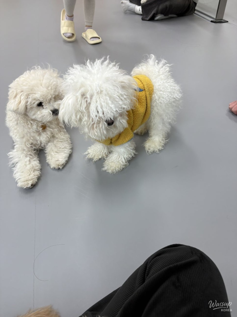Dogs playing together freely in a well-managed indoor dog cafe