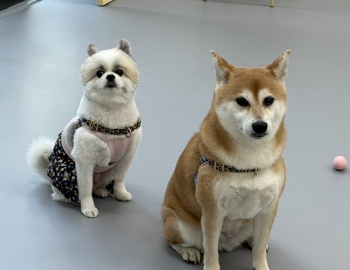 A Visit to Anyoung Puppy: A Dog Cafe Experience in Jamsil float