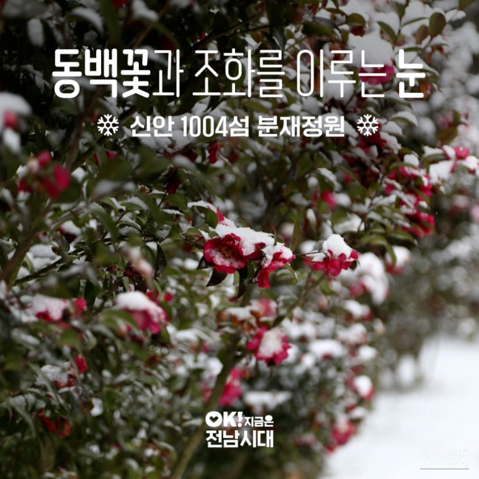 Red camellia flowers blooming amid snow at Sinan Bonsai Garden