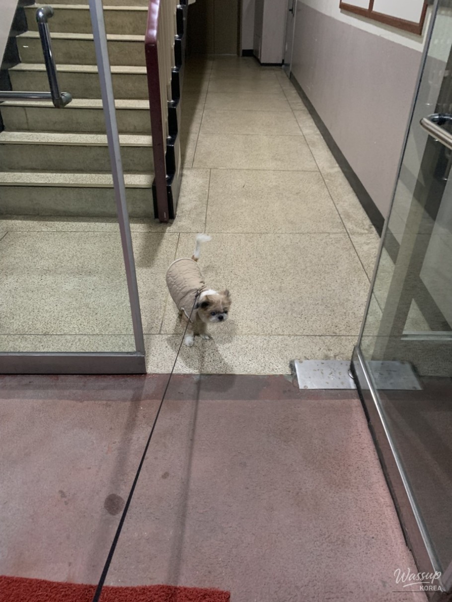 Hot pot feast at Haidilao during a busy day trip to Seoul