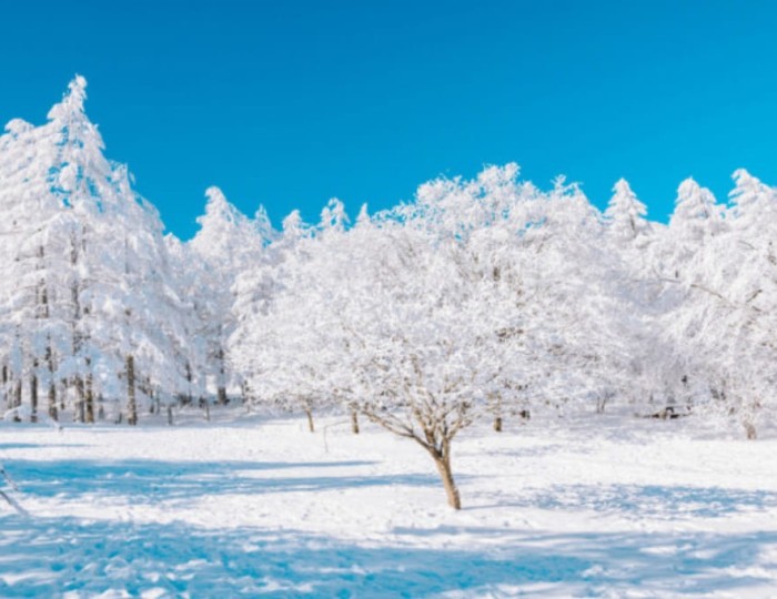 Exploring the Winter Wonderland of Manhangjae float