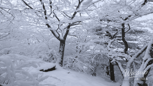 Taebaeksan winter trail with gentle slopes and snow-covered trees