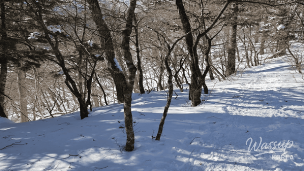 Snow flower trekking trail on Odaesan with frost-covered branches