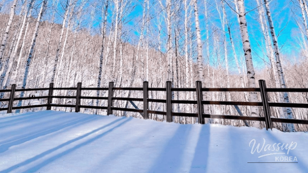 Snow-covered birch trees creating a serene winter forest in Inje