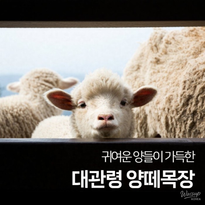 Discovering the Healing Beauty of Daegwallyeong Sheep Farm1804