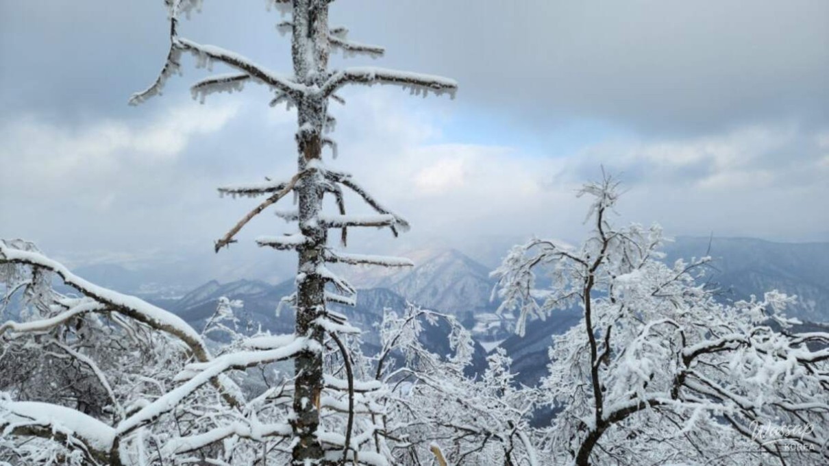 Frost-covered branches forming snow flowers across the winter landscape of Balwangsan