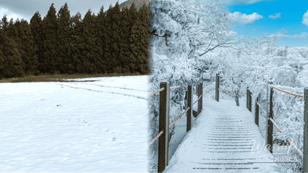 Winter scenery at Hallim Park with subtropical plants, walking paths, and views connecting forest and sea