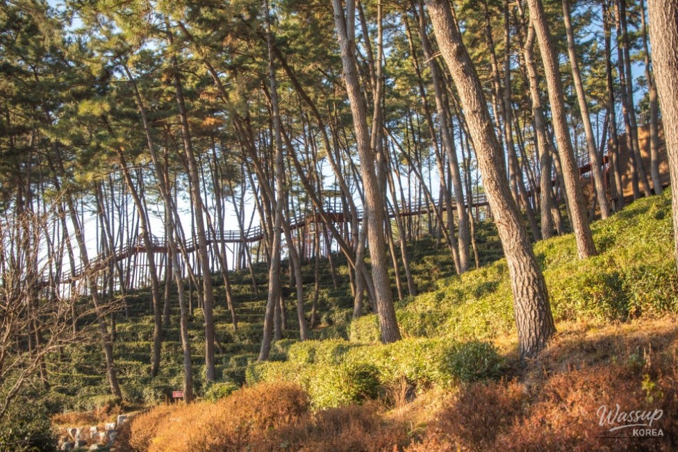 Forest Culture Experience Center offering indoor rest and healing programs