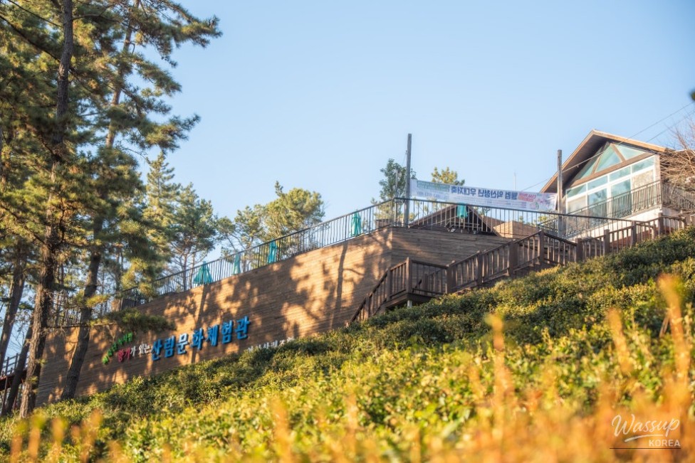 Green tea fields surrounded by pine trees remaining vibrant during winter