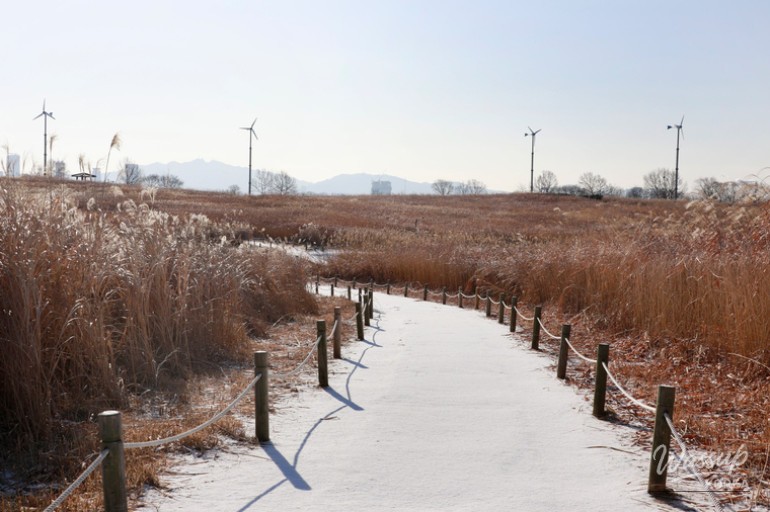 Winter panorama of Haneul Park showing preserved eulalia grass and open sky