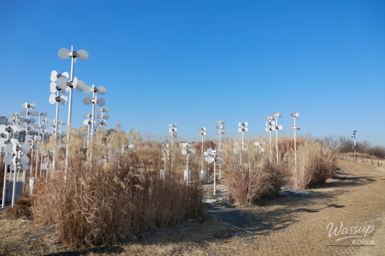 Visitors walking through tall winter eulalia fields at Haneul Park